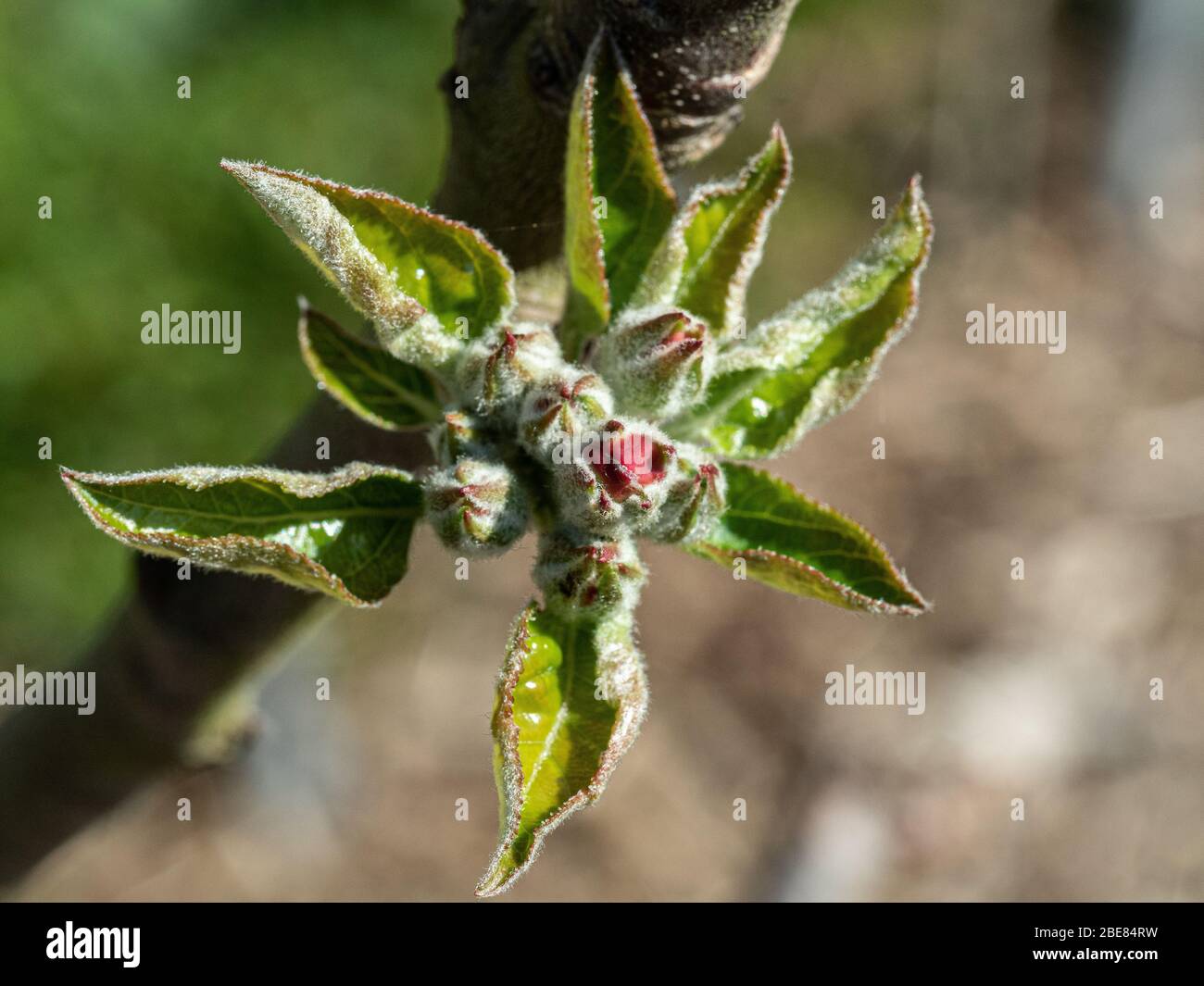 Un primo piano delle gemme di fiori stretti della mela Ashmeads Kernal appena che elemina di mostrare il colore Foto Stock