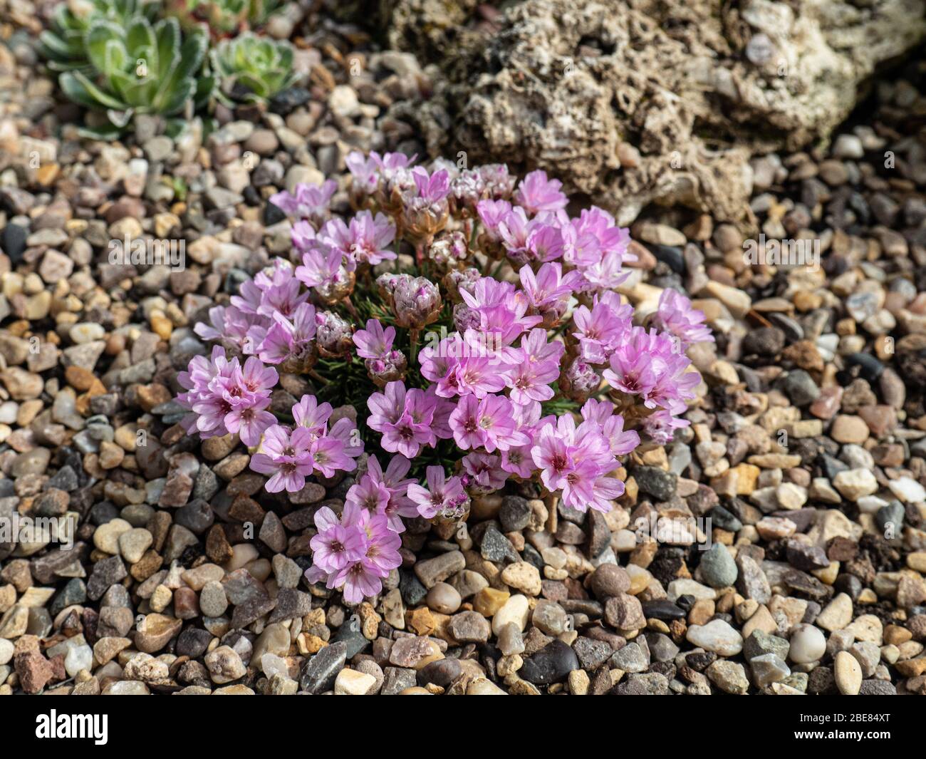 Un primo piano di una varietà di Armeria juniperifolia Bevans che mostra i fiori rosa pallido Foto Stock