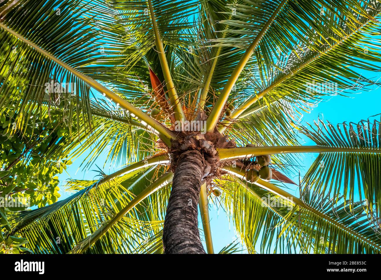 Palme da cocco foglie di sfondo, foto primo piano di palme foglie Foto Stock