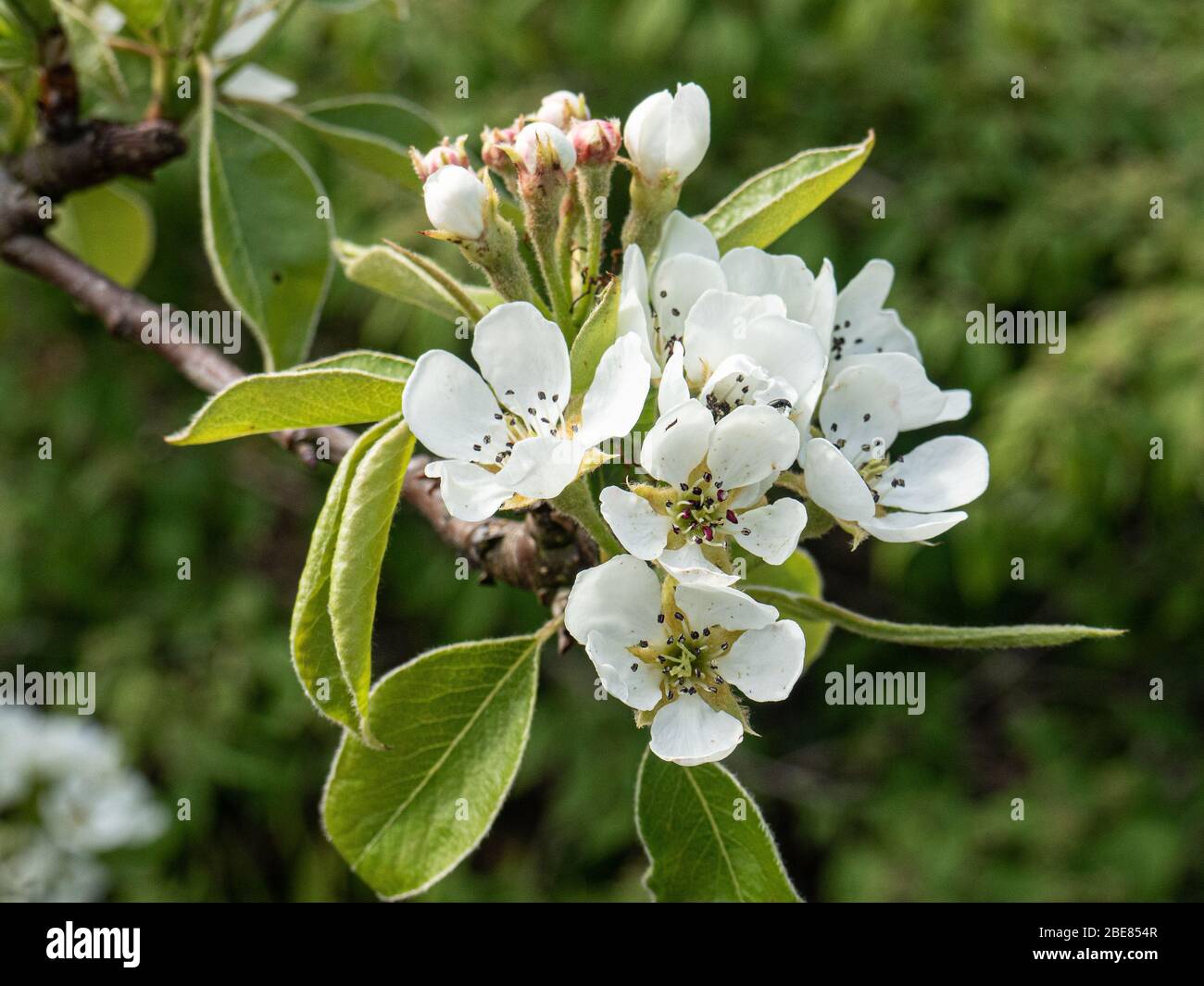 Primo piano di un gruppo di fiori bianchi puri di una perla da conferenza Foto Stock