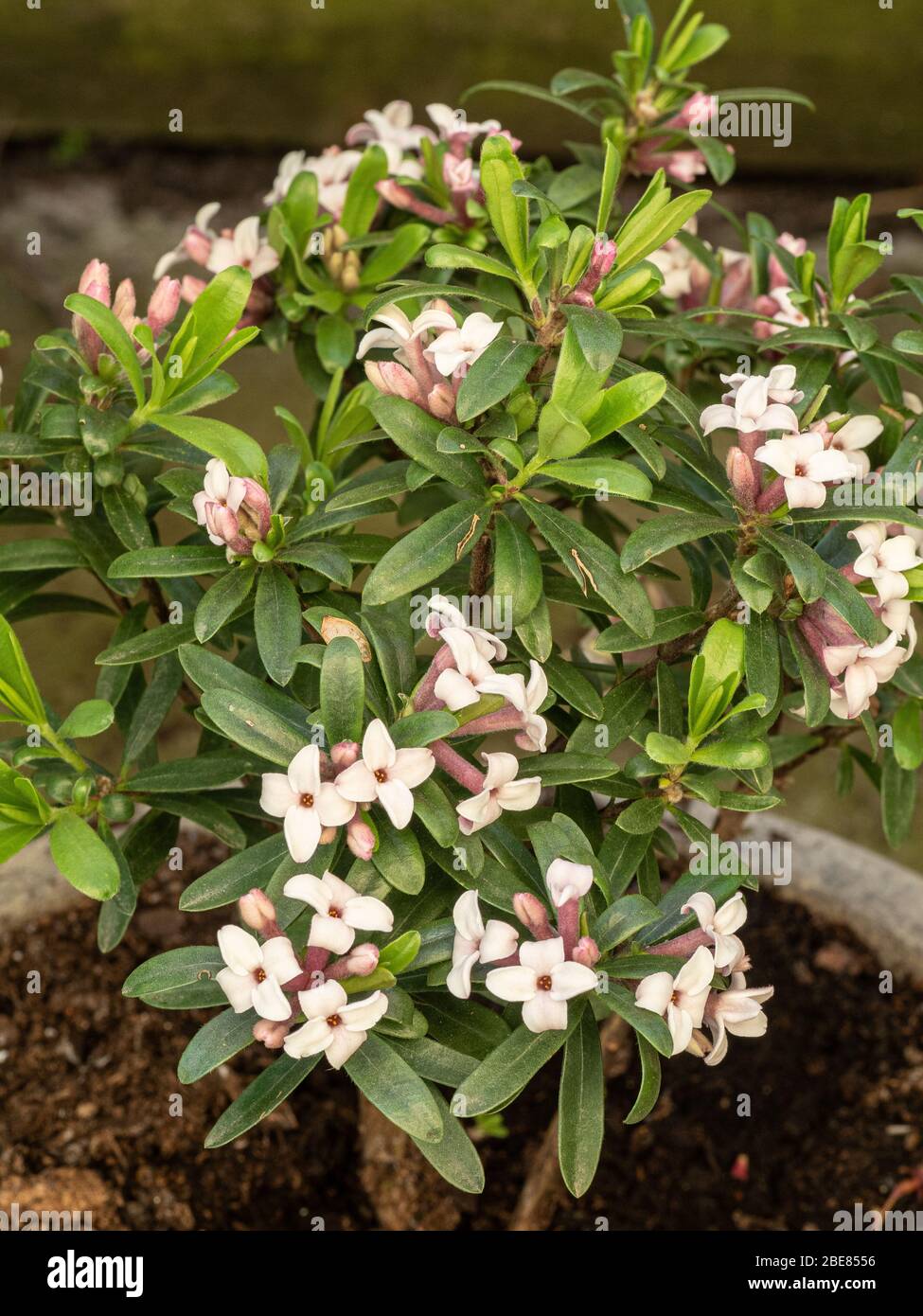 Una giovane pianta fiorita di Daphne x tranatlantica Eternal Fragrance Foto Stock