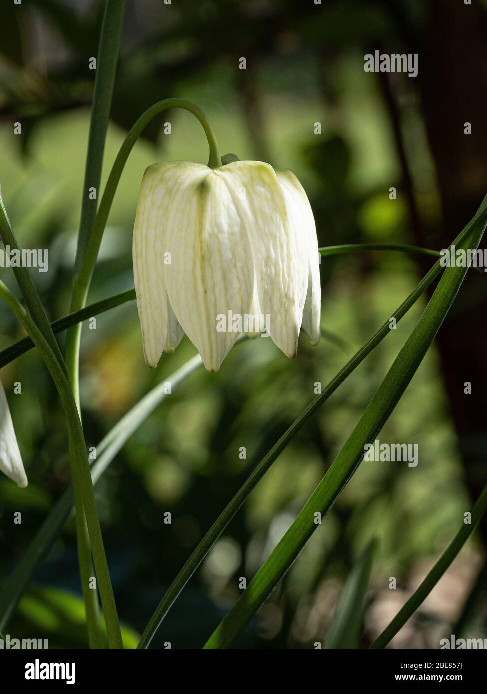 Un primo piano di un singolo fiore della forma bianca di Fritillaria meleagris - il fritillario della testa del serpente Foto Stock