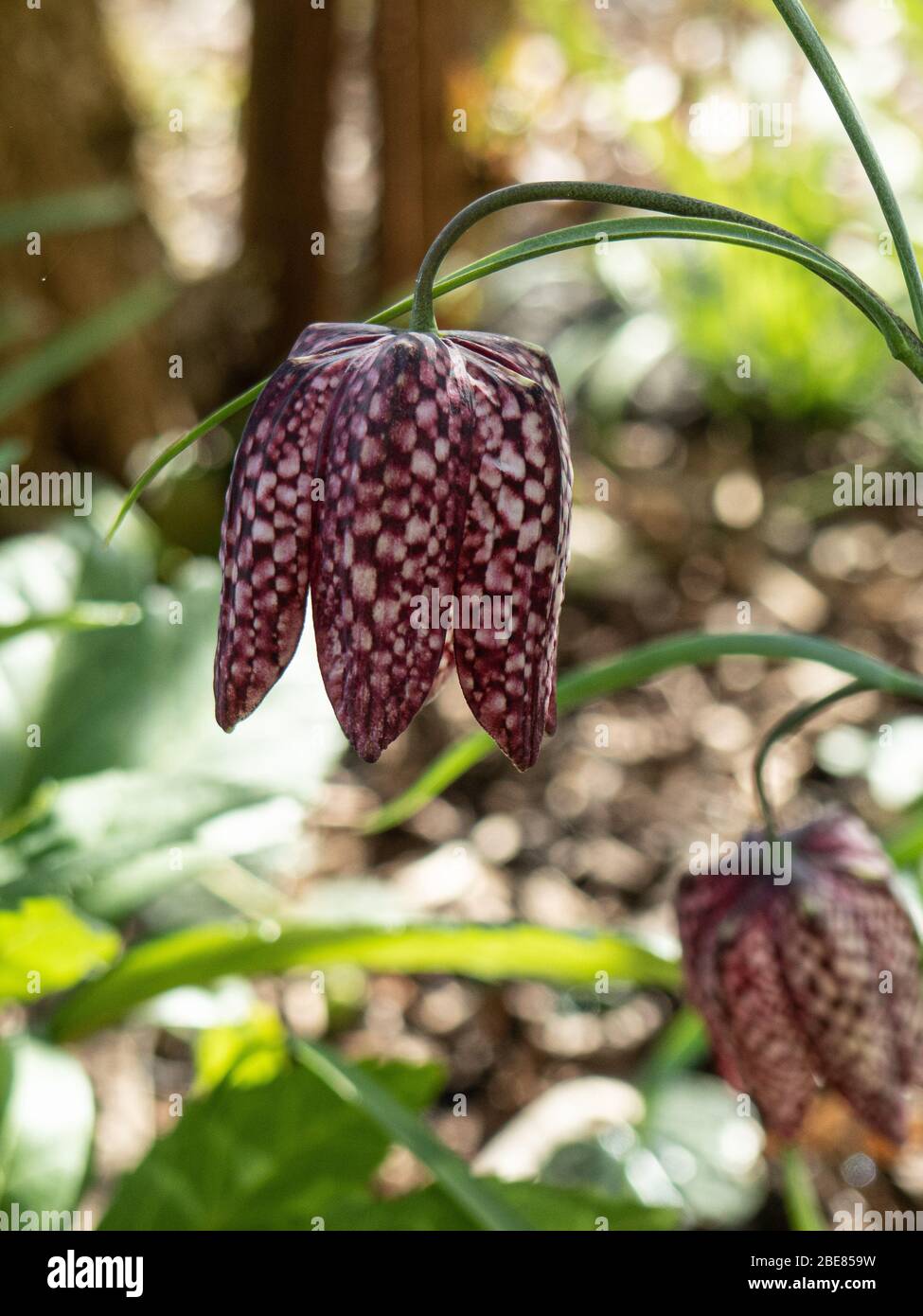 Un primo piano di un singolo fiore dei serpenti testa fritillaria Fritillaria meleagris Foto Stock