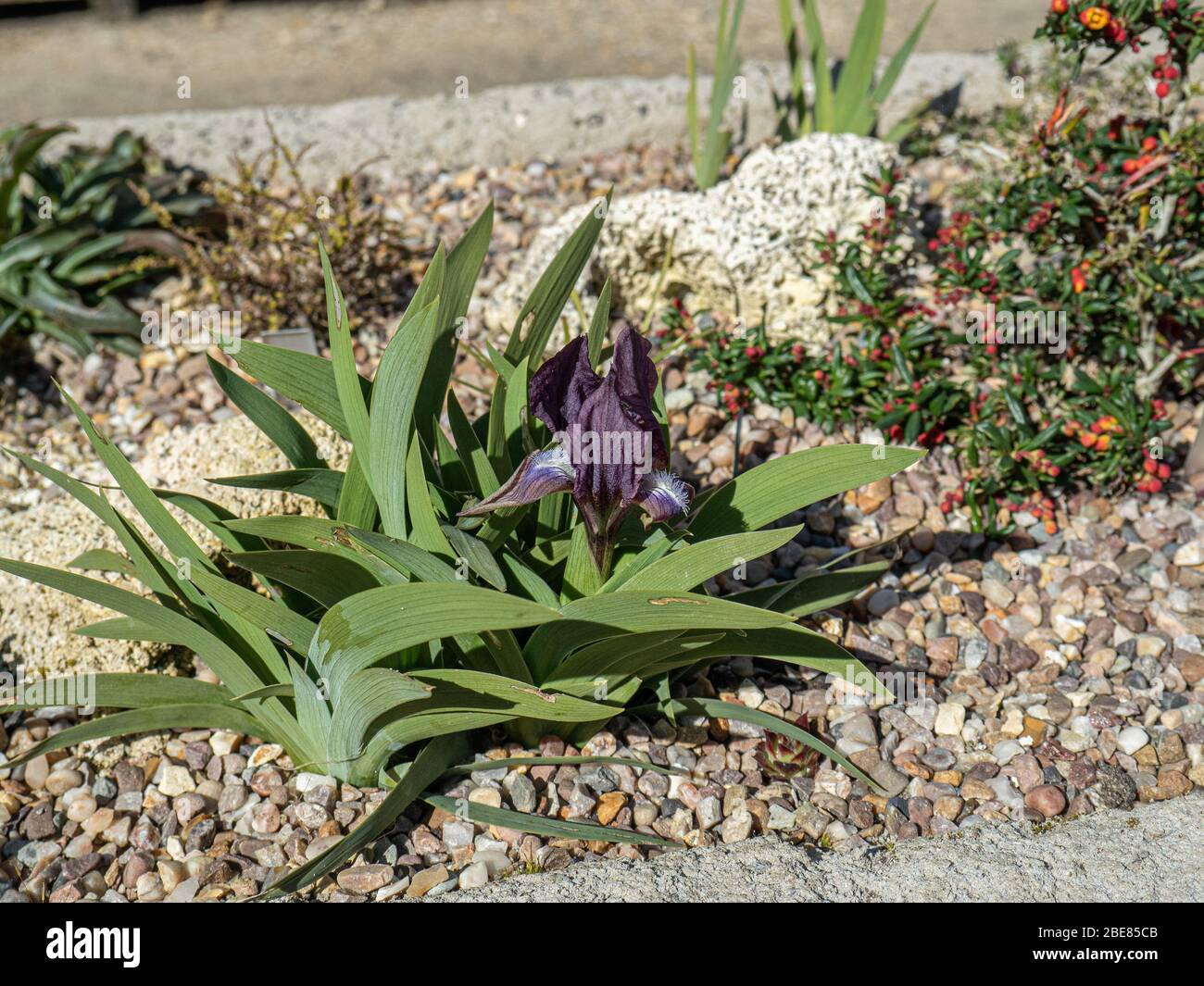 Il profondo viola miniatura Iris, Iris suaveolens fiorito in un giardino lavello Foto Stock