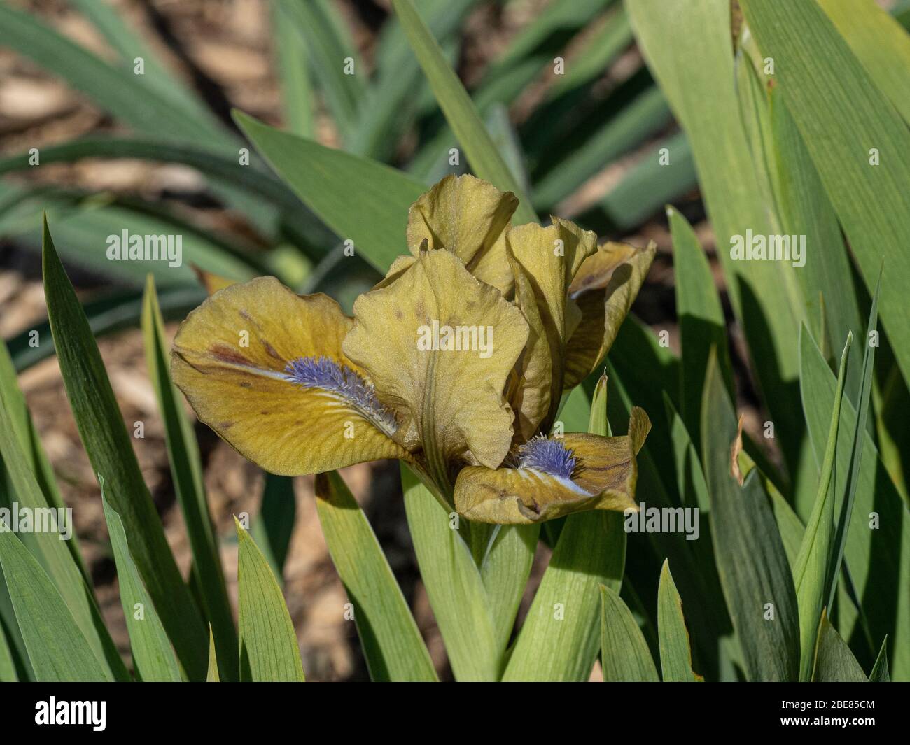 Un primo piano di un singolo fiore giallo polveroso di nana Iris Prince Foto Stock