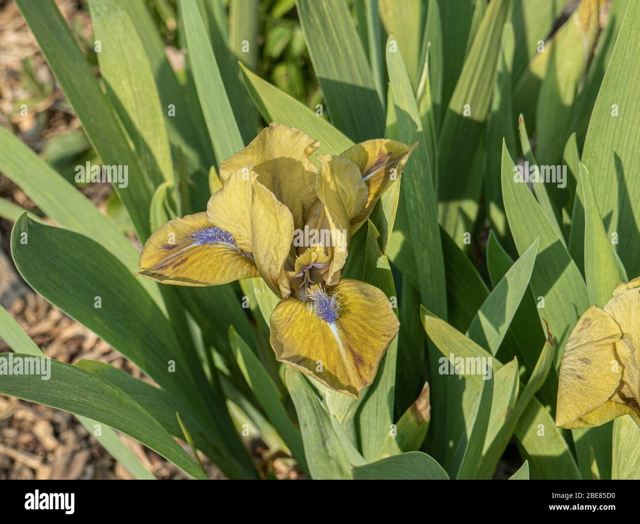 Un primo piano di un singolo fiore giallo polveroso di nana Iris Prince Foto Stock