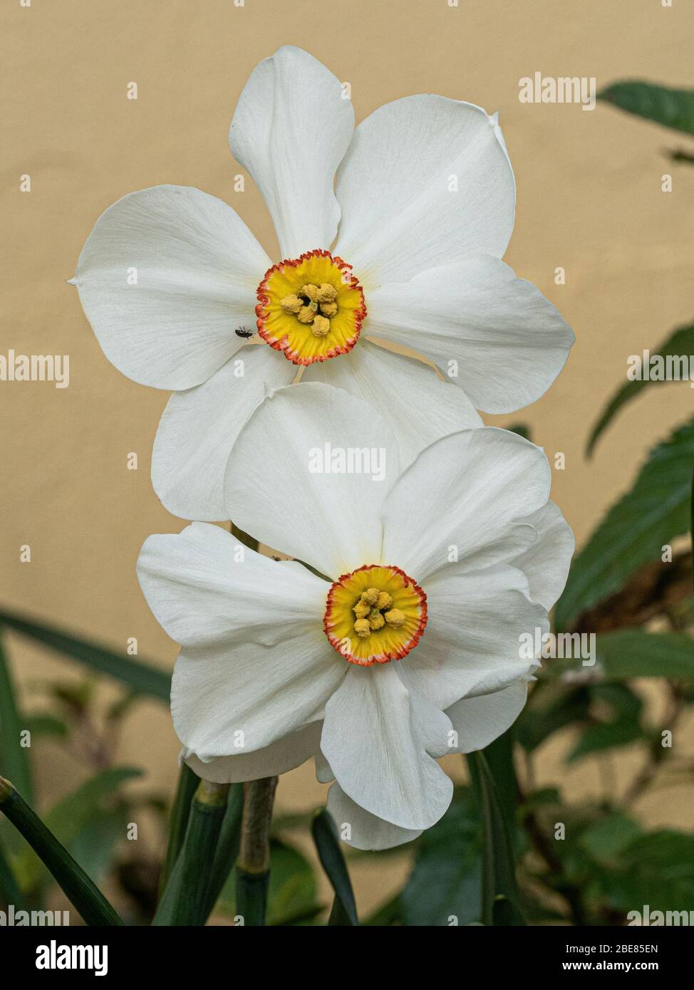 Primo piano di un paio di fiori bianchi e gialli di Narcissus poeticus 'Actaea Foto Stock