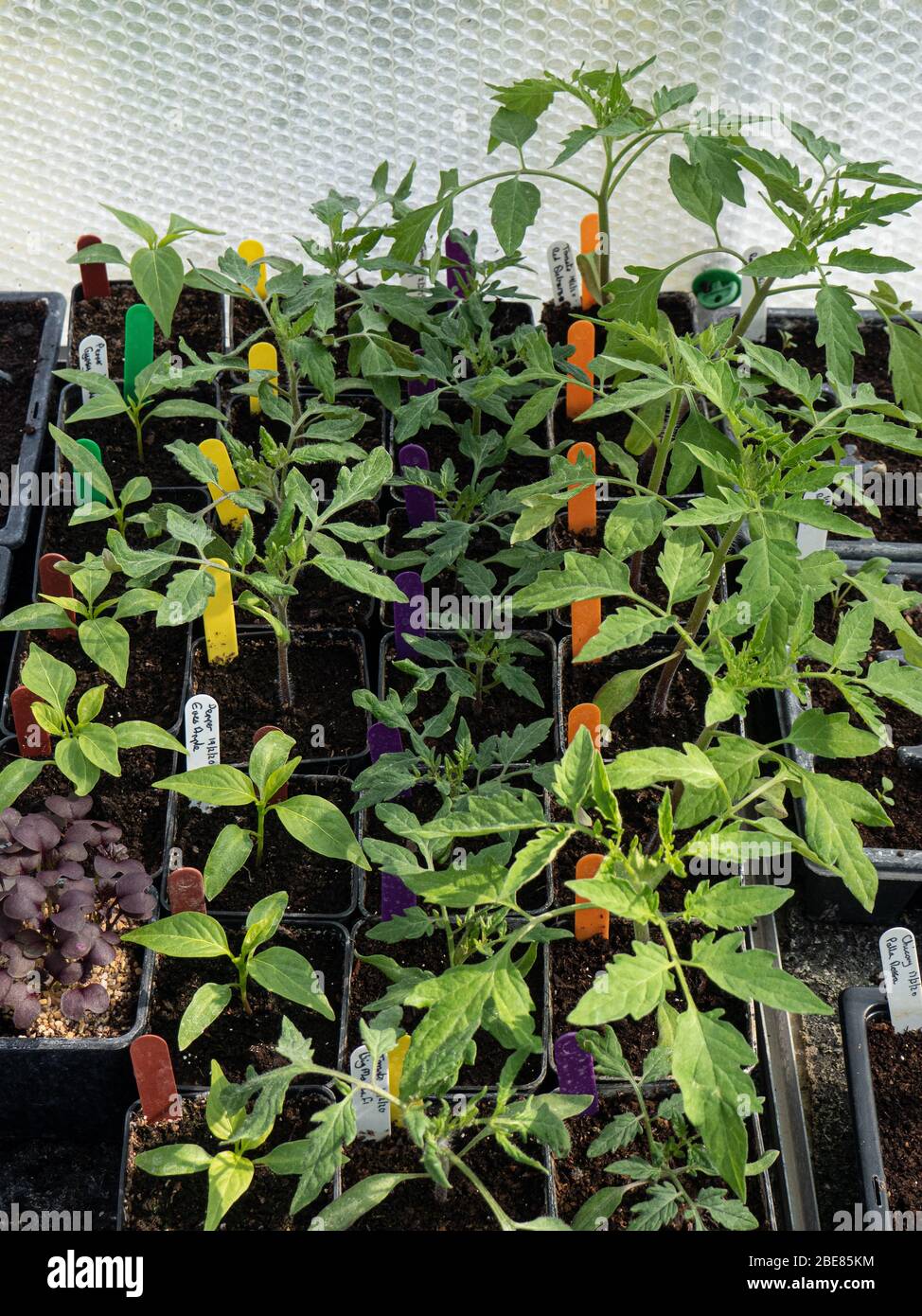 Un gruppo di giovani piante di pomodoro e pepe che crescono in pentole in una serra Foto Stock