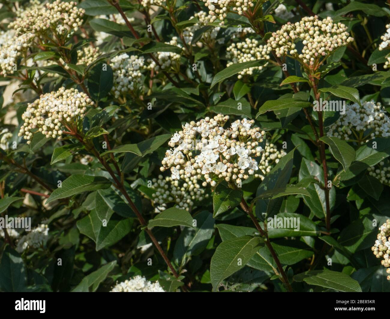 Un gruppo di teste di fiori del sempreverde Viburnum tinus Foto Stock