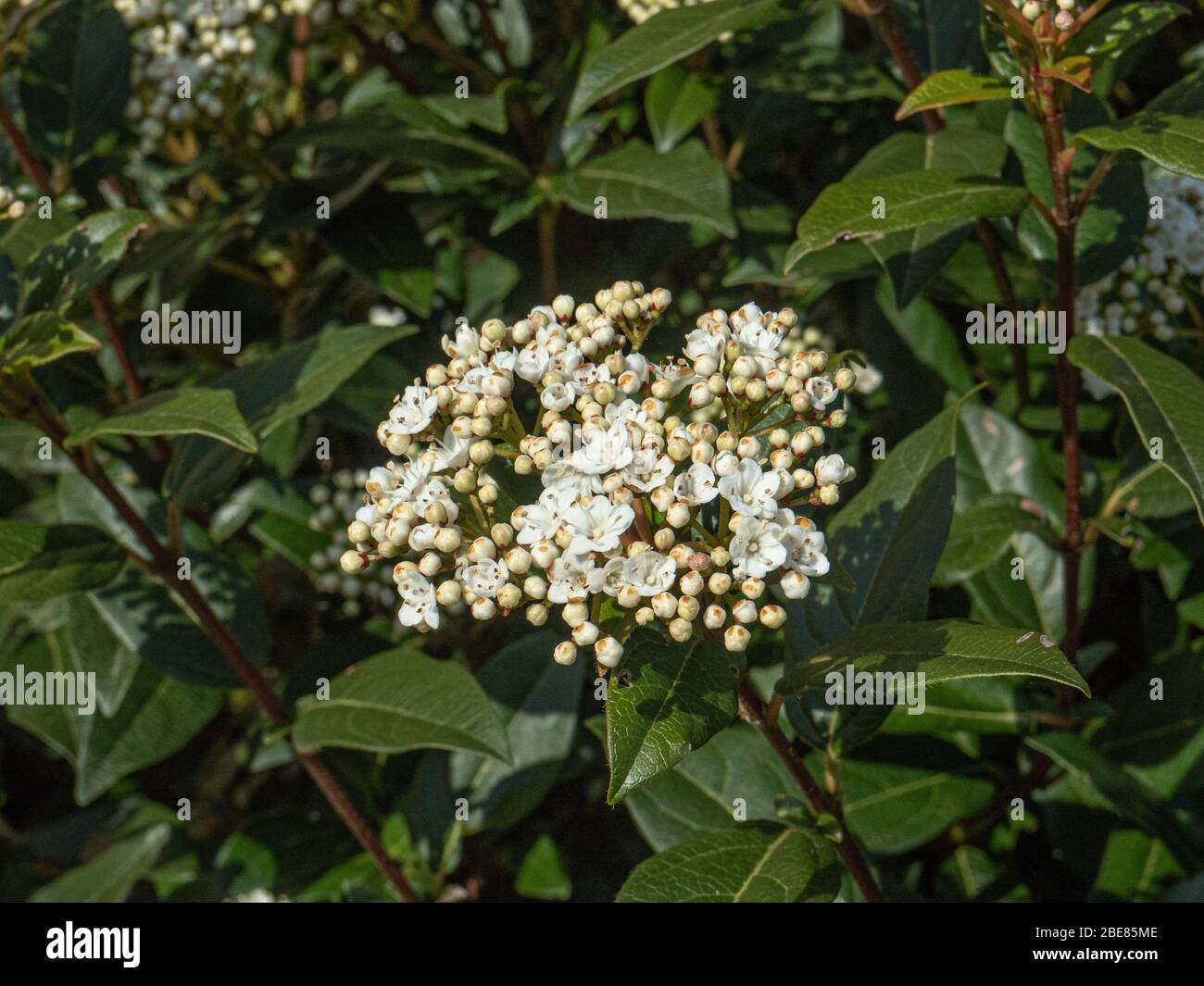 Un primo piano di un'unica testa di fiore del sempreverde Viburnum tinus Foto Stock