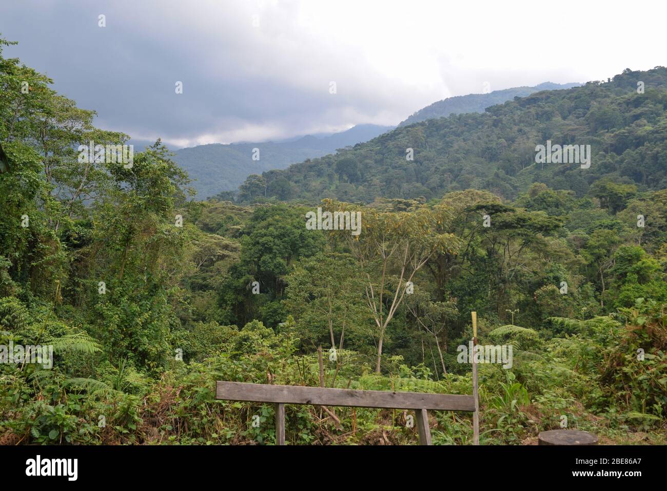 Foreste tropicali panoramiche nella campagna ugandese, Parco Nazionale delle Montagne Rwenzori Foto Stock