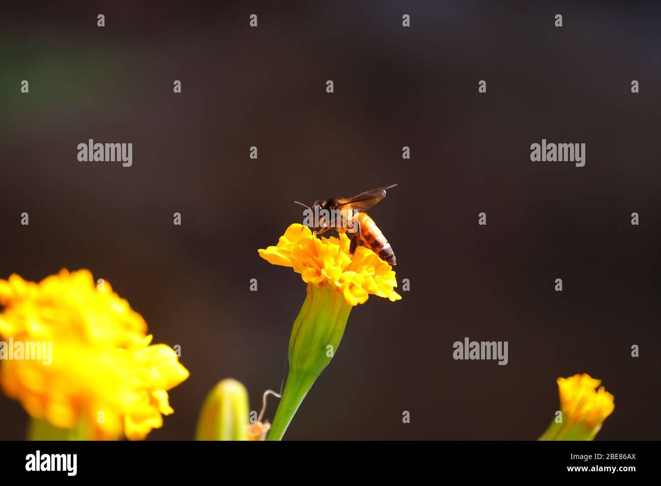 Primo piano di ape gigante miele (Apis dorsata) raccolta di miele da giallo fiore di marigold in estate, immagine di ape Foto Stock