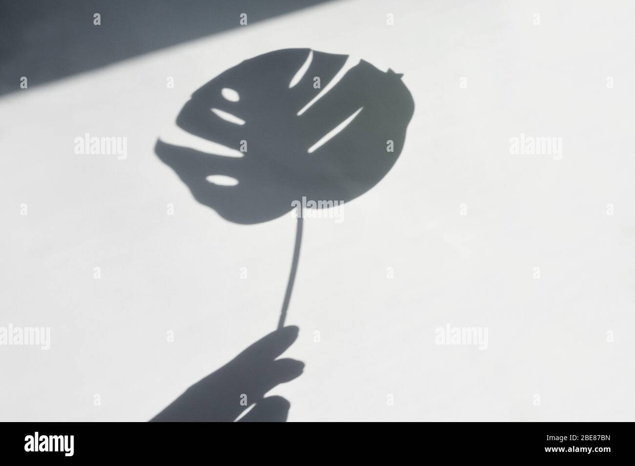 Ombra di foglia tropicale in mano sulla parete bianca. Grandi piante tropicali, viti monstera. Immagine in bianco e nero per sovrapporre foto o layout Foto Stock