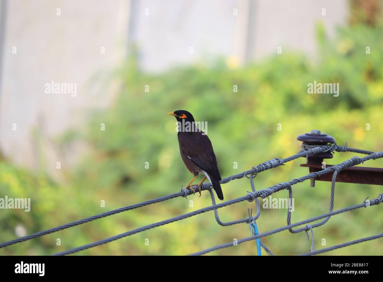 immagine di magna giungla maschile che si perching su filo di energia elettrica, sfondo uccello Foto Stock