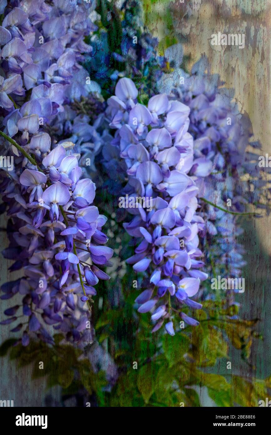 La Wisteria è una grande pianta da arrampicata che può vivere a lungo. Produce una profusione di fiori blu che pendono in una grande massa in primavera Foto Stock