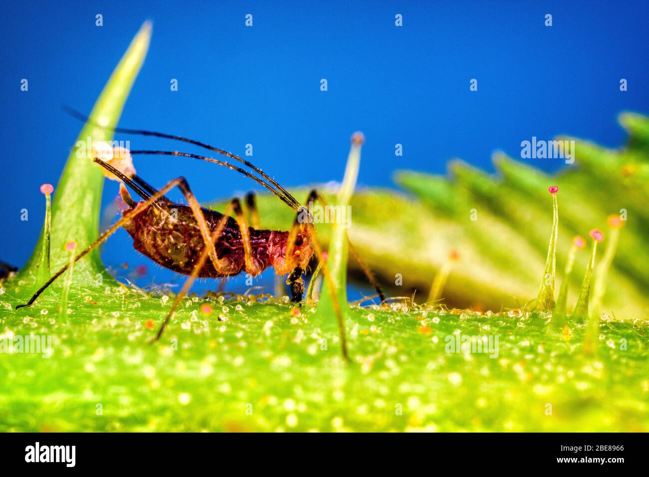 Greenfly apide su un gambo del bramble. Foto Stock