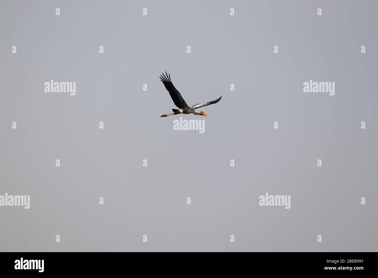 Volare un uccello stork dipinto nel cielo, sfondo di uccelli acquatici Foto Stock