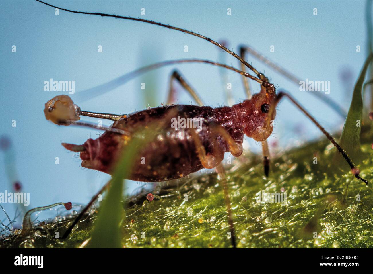 Greenfly apide su un gambo del bramble. Foto Stock