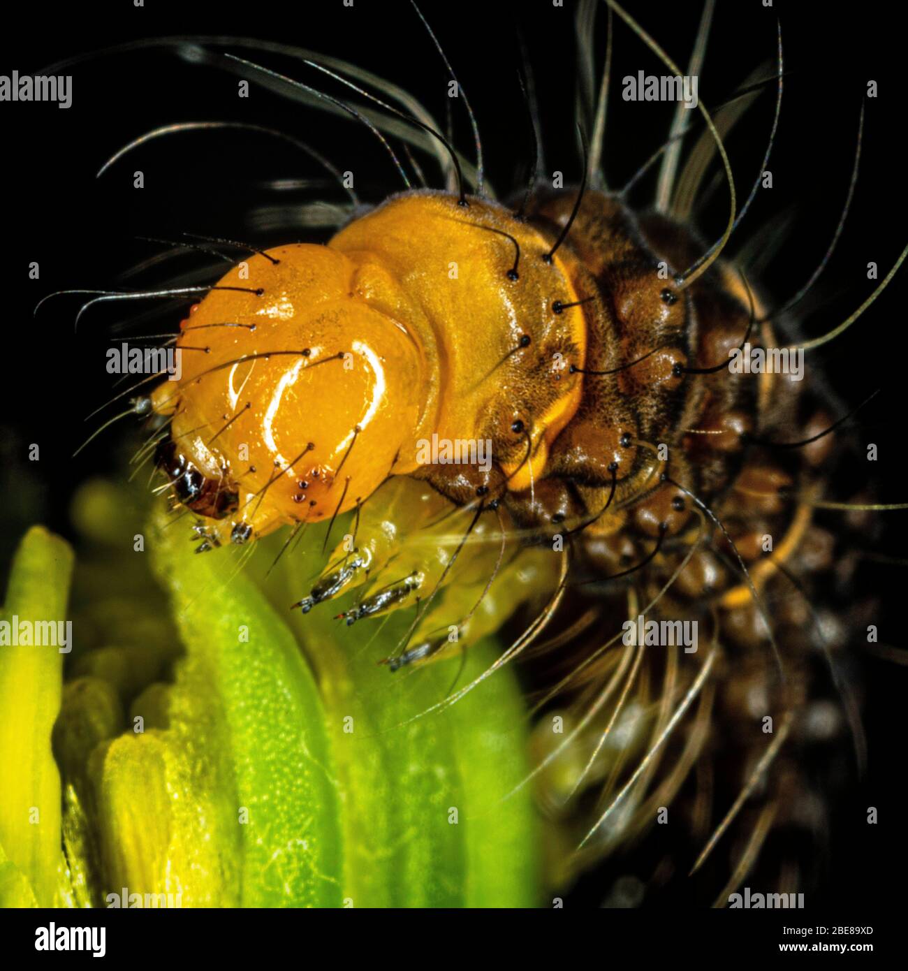 Il cinabro moth caterpillar Foto Stock