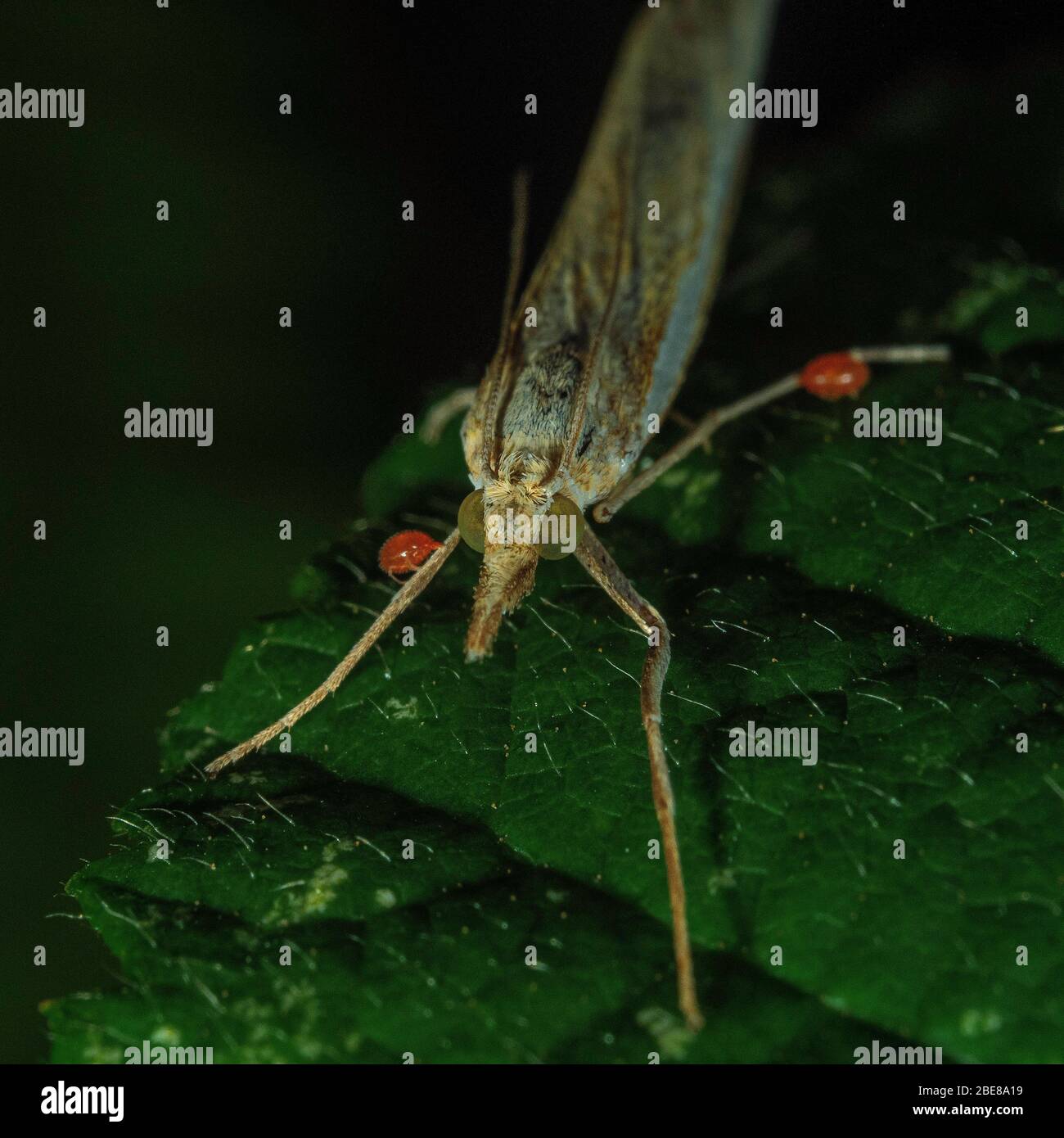 Crambus perlella moth Foto Stock