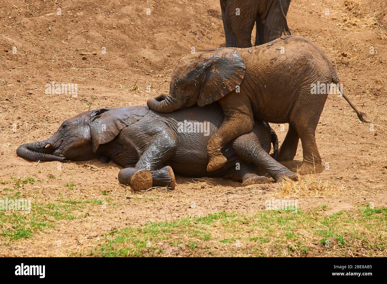 Giovane vitello elefante, ingannando in un gioco divertente Foto Stock
