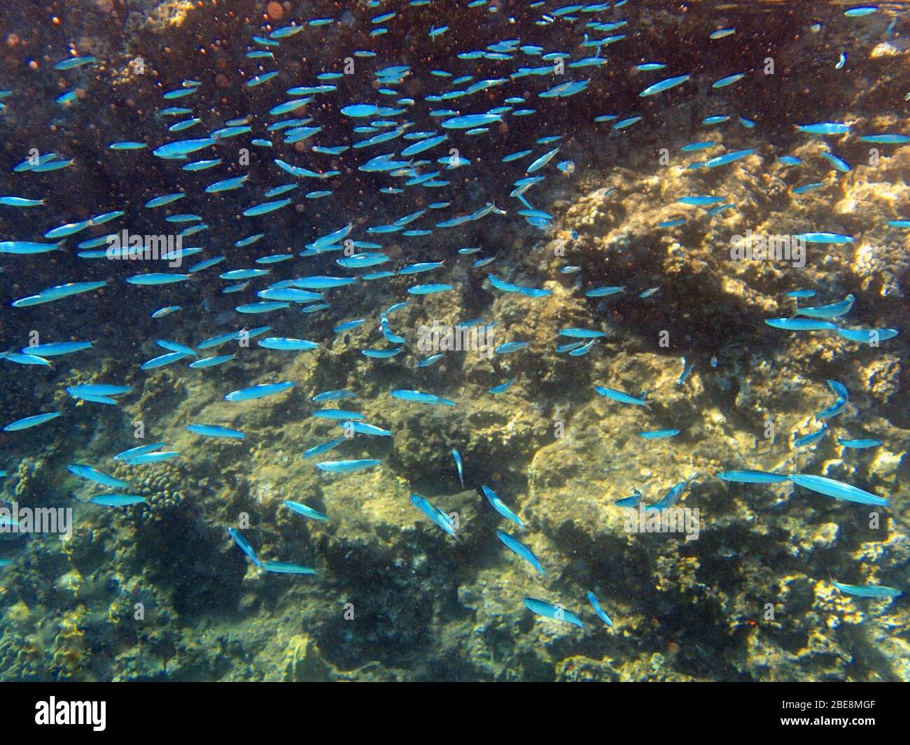 Hawaiian Silverside o Atherinomorus insularum è un pesce comune che scola vicino alla superficie in piscine e acque costiere. Differisce dalle altre specifiche Foto Stock