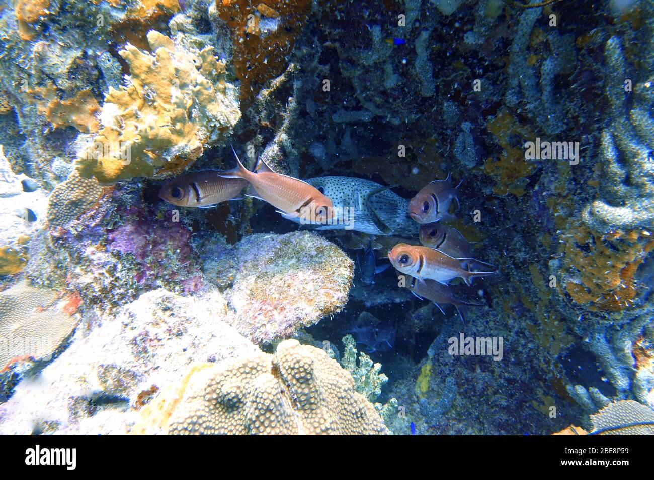 Pesce pufferfish (Tetraodontidae) nascosto dai predatori tra il corallo accanto a un grosso scoiattetto (Olocentridae). Foto Stock