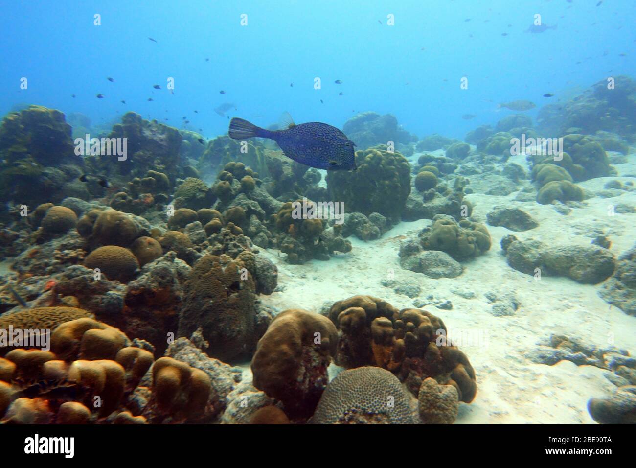 Una foto subacquea di un Honeycomb Cowfish (Acanthostracion Polygonius) che nuotano tra la roccia e la barriera corallina nell'oceano limpido. Foto Stock