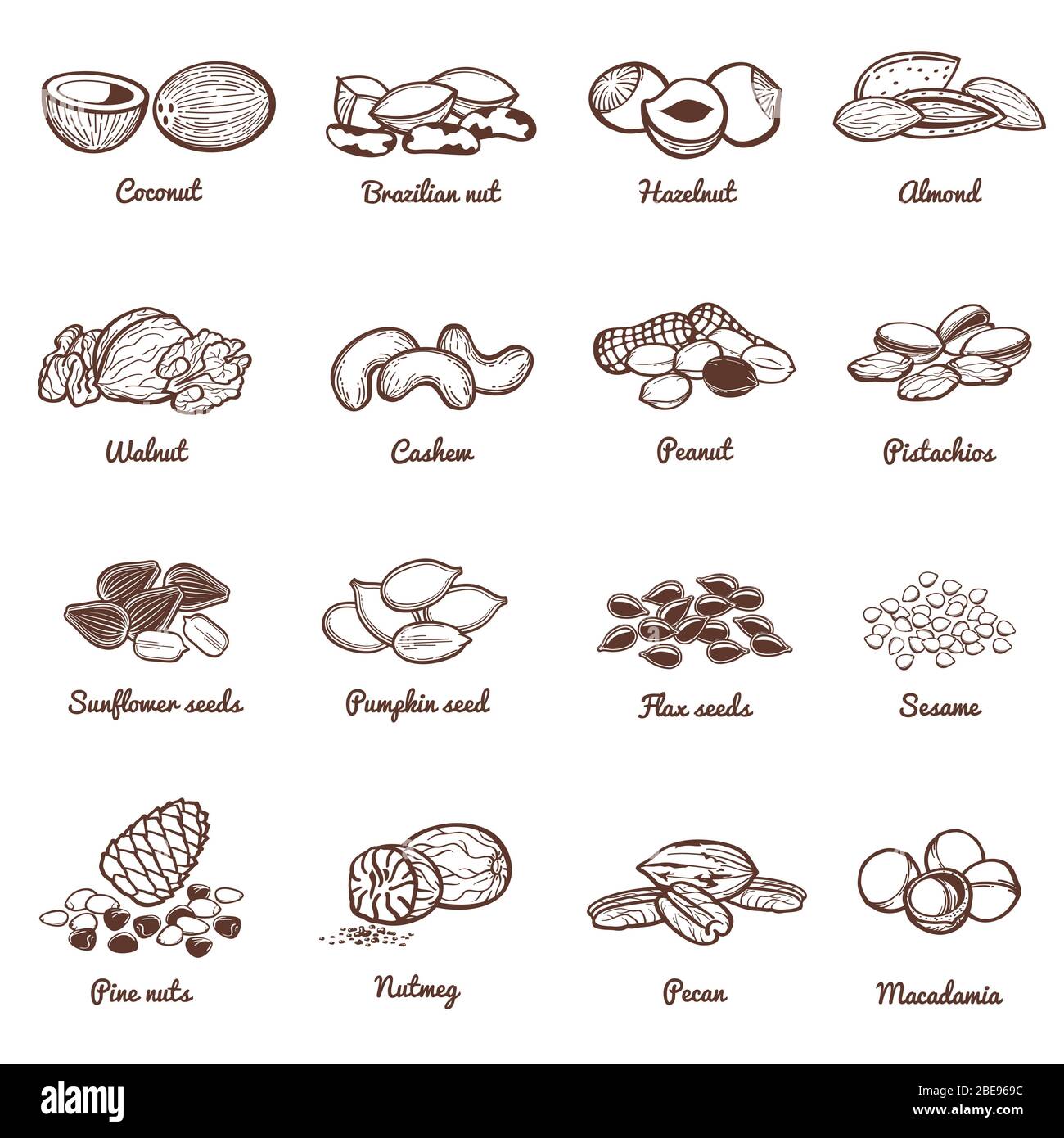 Icone vettoriali di semi e noci commestibili. Proteine sano cibo set di mandorle noci e arachidi, noce illustrazione organica Illustrazione Vettoriale