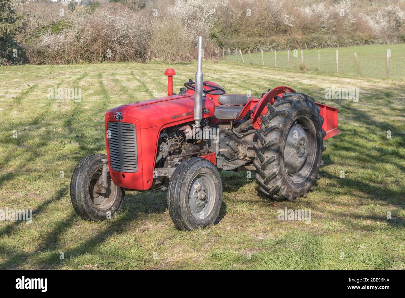 Vecchio trattore rosso parcheggiato in un paddock soleggiato / piccolo campo. Il trattore classico britannico si ritiene un Massey Ferguson 35 o una variante. Foto Stock