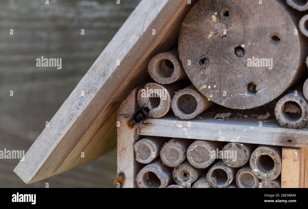 Una casa di bambù per api solitarie con nidi fatti da api solitair in un giardino in olanda Foto Stock