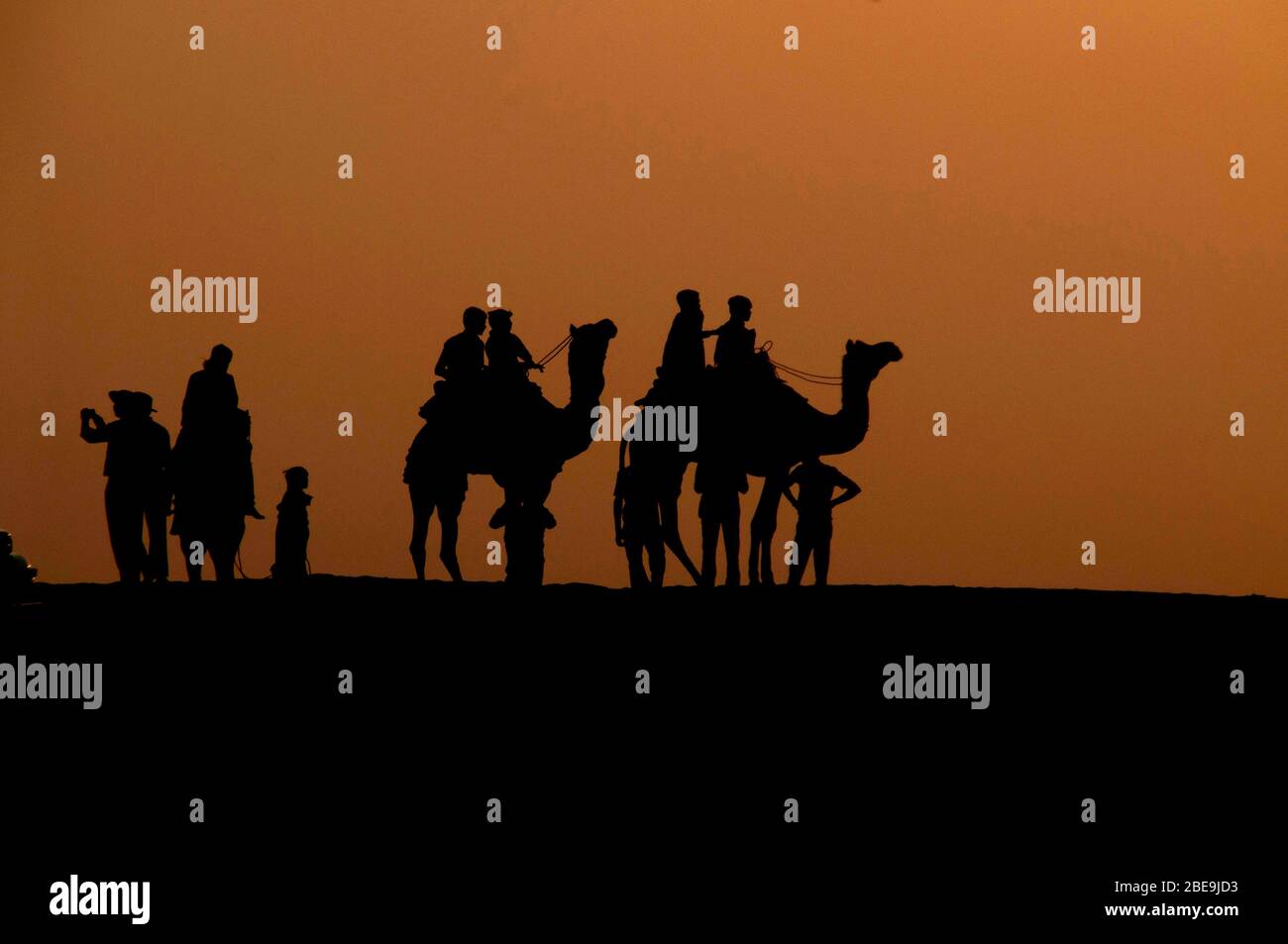 Silhouette di cammelli , distretto di Jaislamer, Rajasthan, India Foto Stock