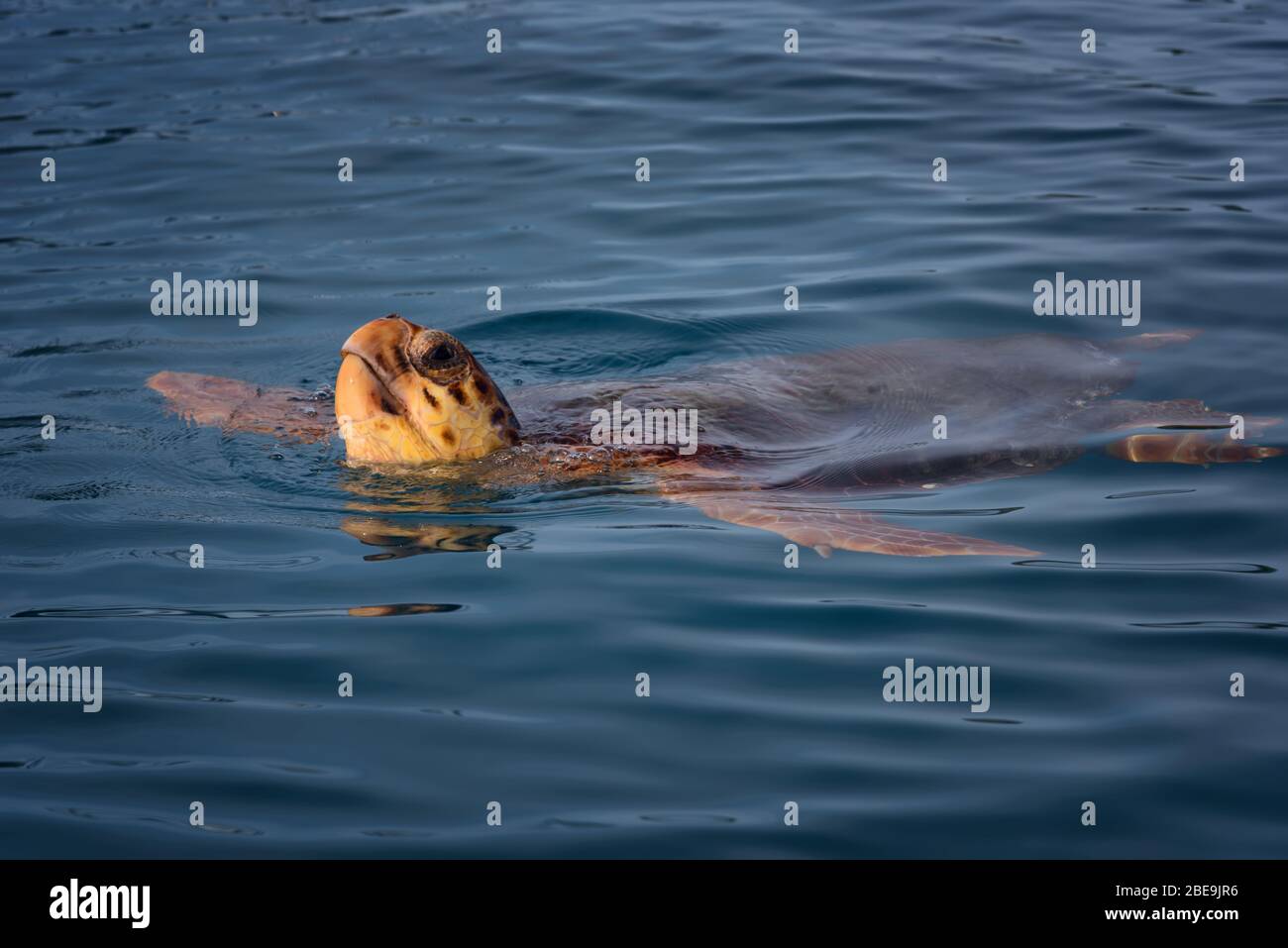 Tartaruga marina colorata caretta caretta nuoto nel mare azzurro a Zante, Grecia. Sfondo fresco blu, selvaggio carino animale marino subacqueo. Foto Stock