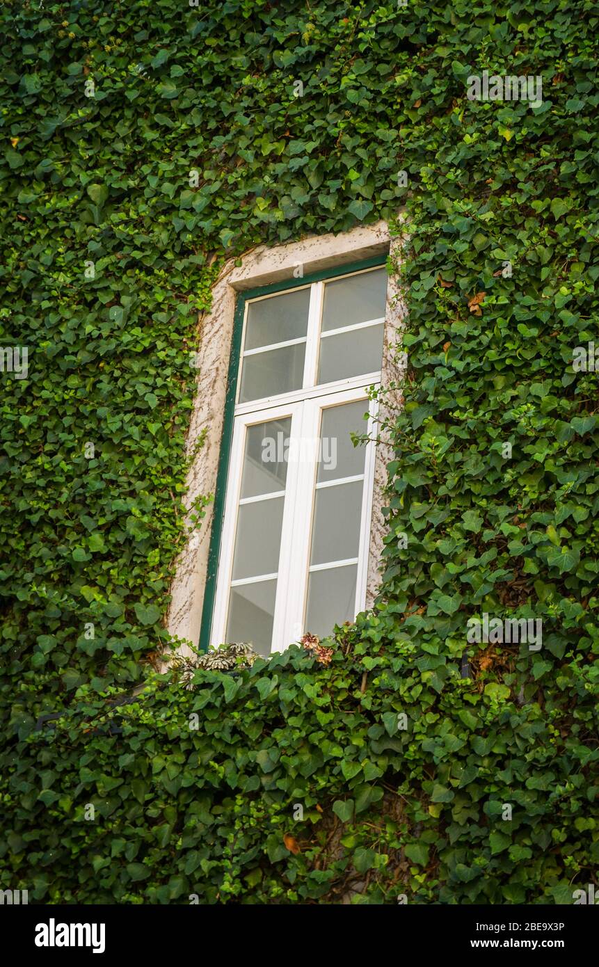 Edera strisciante che copre l'esterno della casa con una finestra bianca Foto Stock