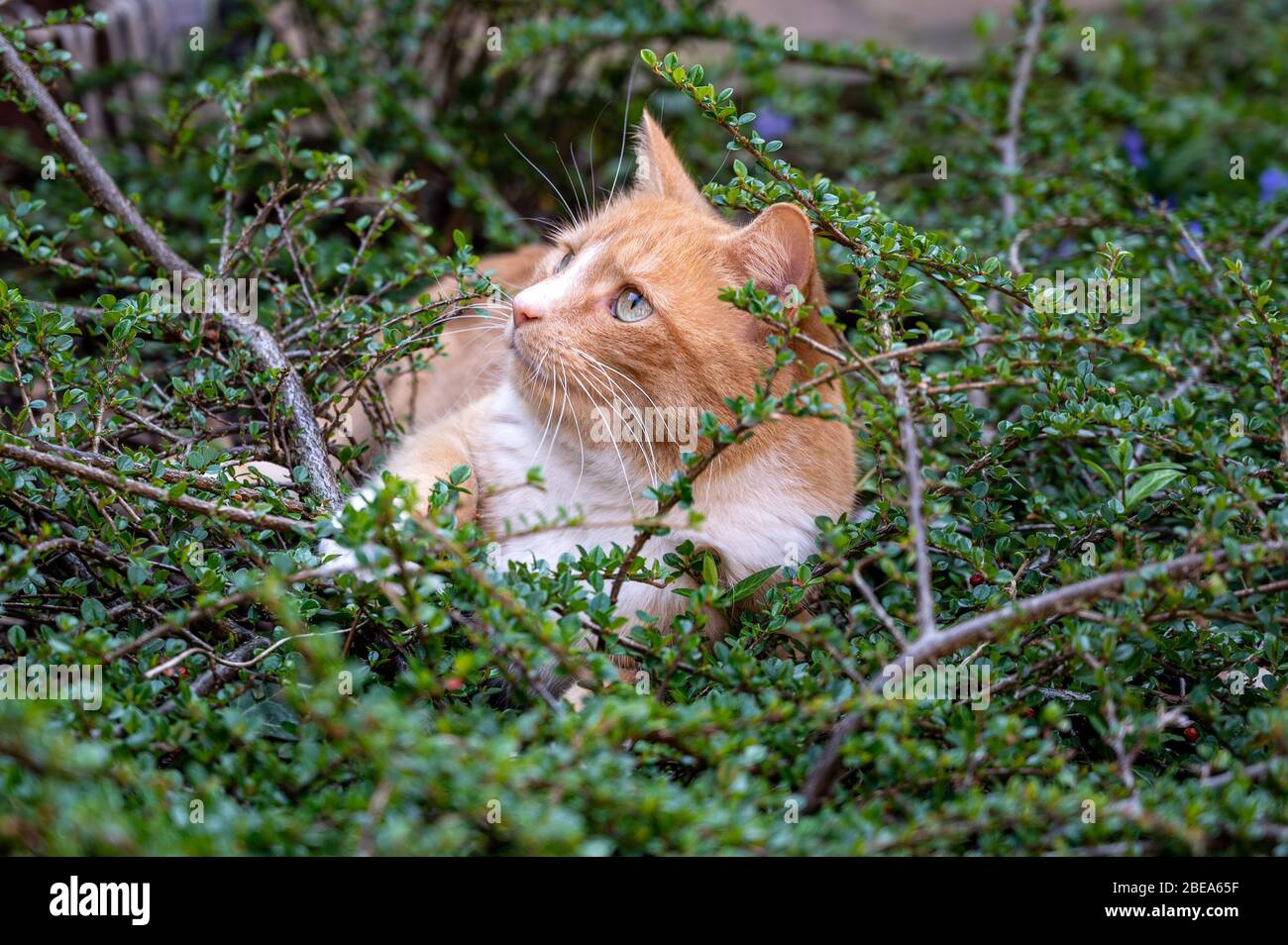 Predator in hiding. Zenzero domestico nascosto tra arbusti in attesa di piccioni Foto Stock