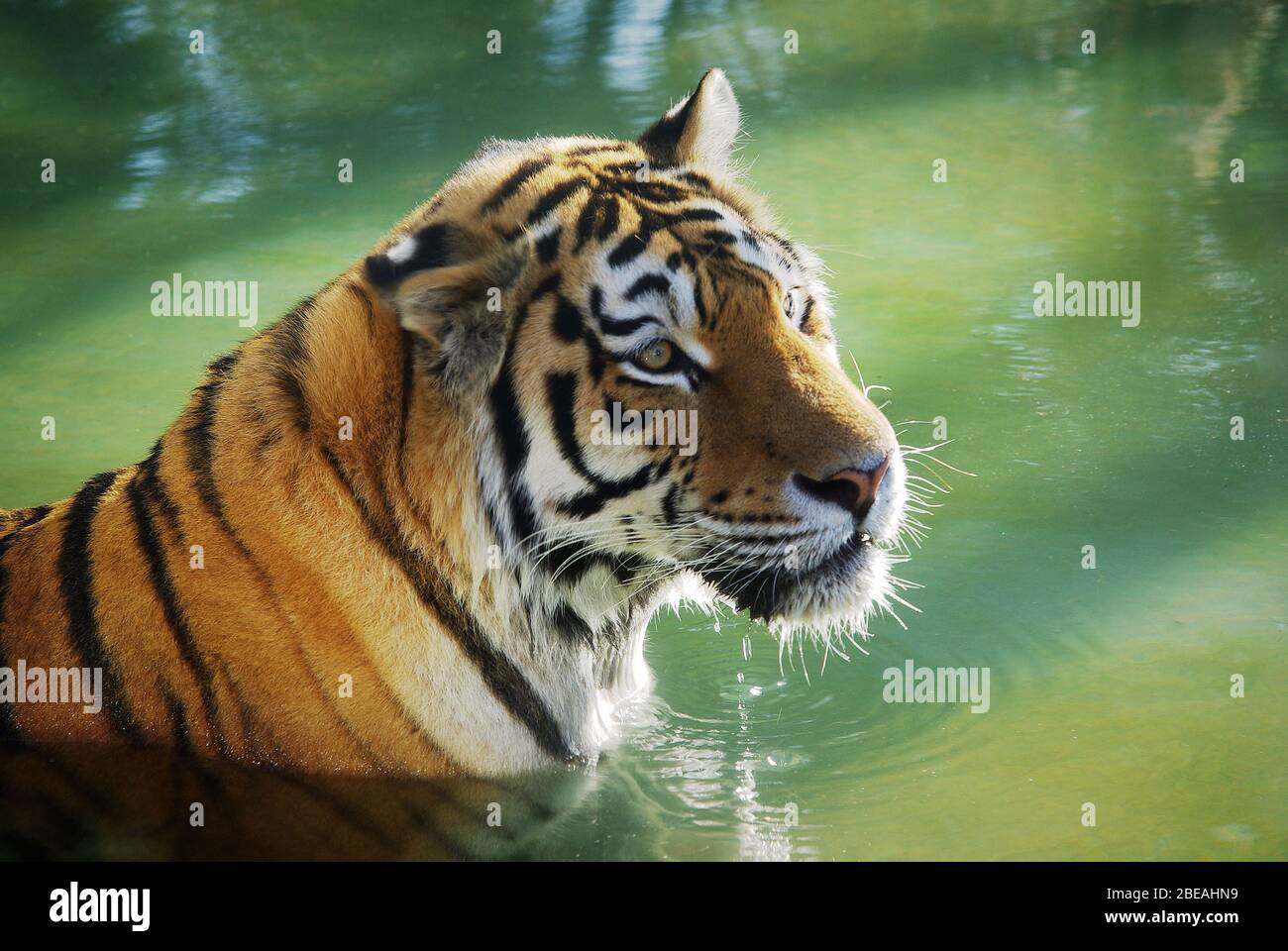 Particolare di una tigre - panthera tigris - bagno in acqua rinfrescante Foto Stock Particolare di una tigre - panthera tigris - bagno in acqua rinfrescante Foto Stock
