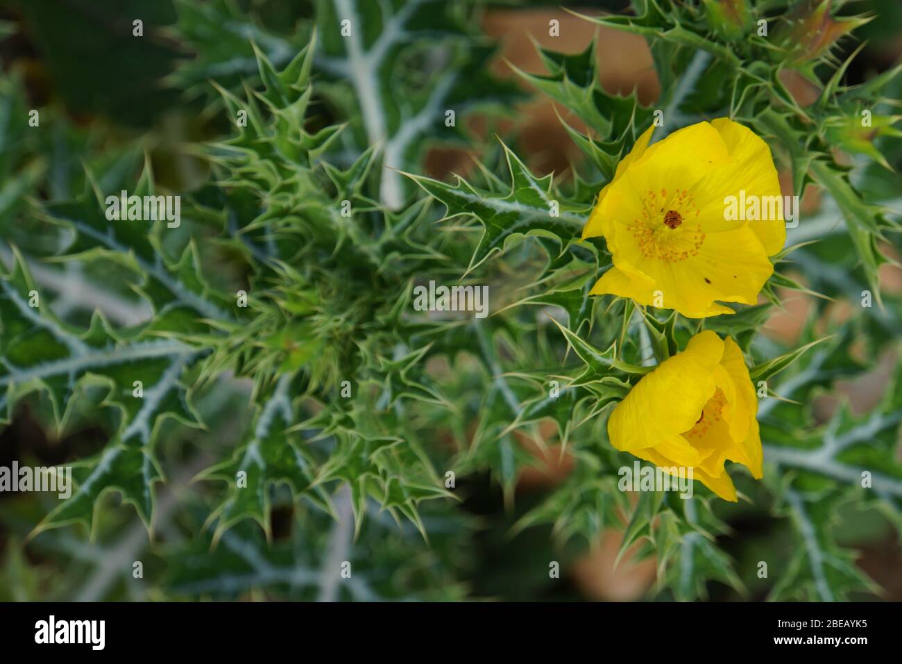 Mexikanischer Stachelmohn - Argemone mexicana, Puerto de la Cruz, teneriffa, Kanaren, Spanien Foto Stock