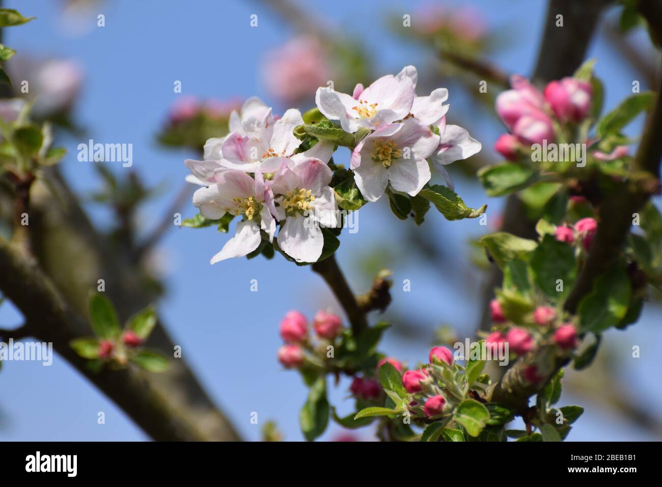 Le mele rosa e bianca fioriscono su un albero di mele nel Regno Unito in una soleggiata Primavera Foto Stock