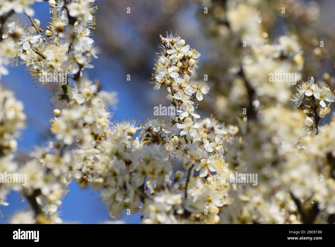 Fioritura del torace nero in una giornata di primavera brillante. Nel Regno Unito Blackthorn Prunus spinosa è una delle prime piante a fiorire ogni anno Foto Stock