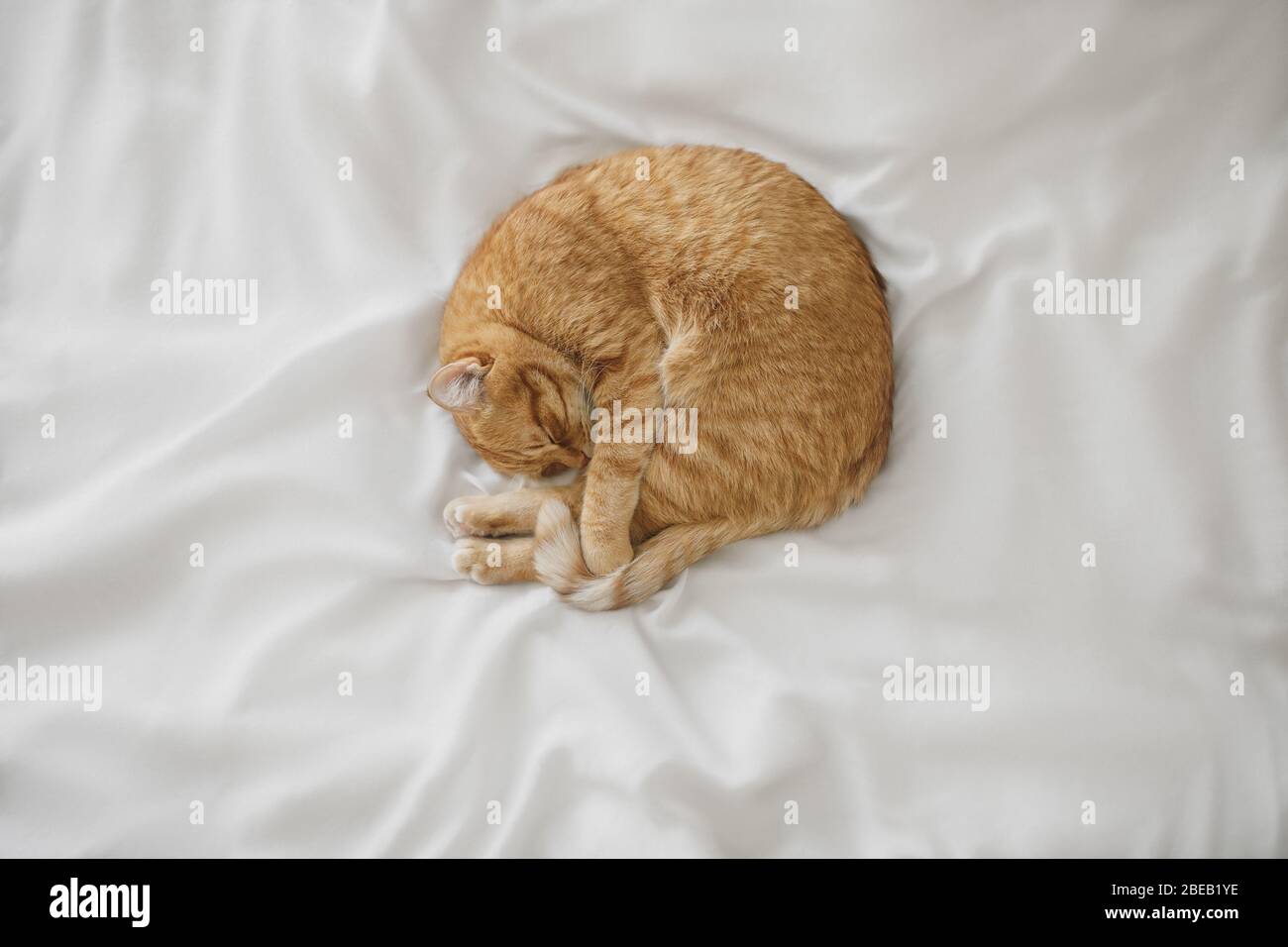 Gatto zenzero rosso dormire a lenzuola bianche e nascondere il naso Foto Stock