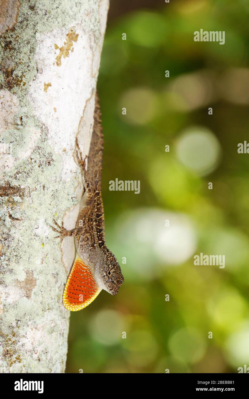 Bahamaanolis (Norops sagrei, Anolis sagrei), Key Largo, Florida, Stati Uniti Foto Stock