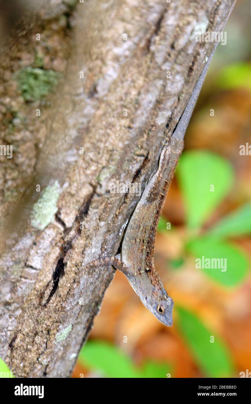 Bahamaanolis (Norops sagrei, Anolis sagrei), Key Largo, Florida, Stati Uniti Foto Stock