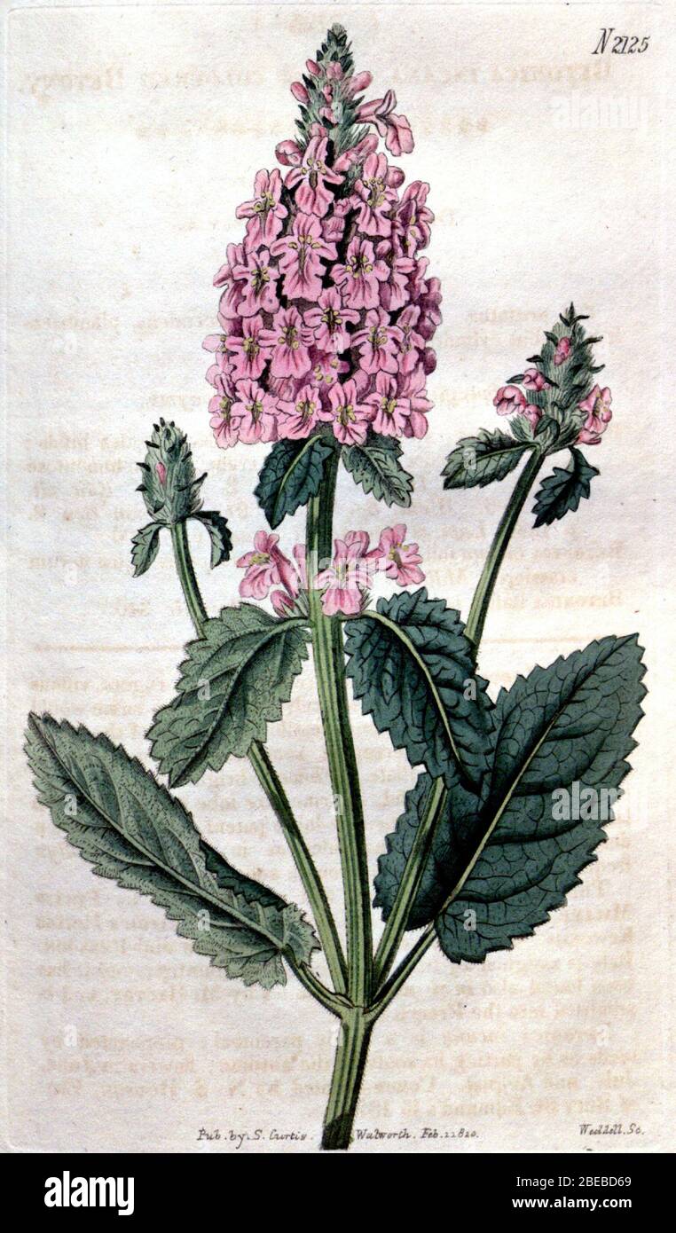 "English: Betonica officinalis Curtis's Botanical Magazine 1820 vol 47 t2125 {Stachys officinalis (L.) Trevis. [Come Betonica incantatrice]}; 9 Giugno 2014, 11:26:52; Curtis's Botanical Magazine vol 47 tab. 2125 1820; Walworth; ' Foto Stock