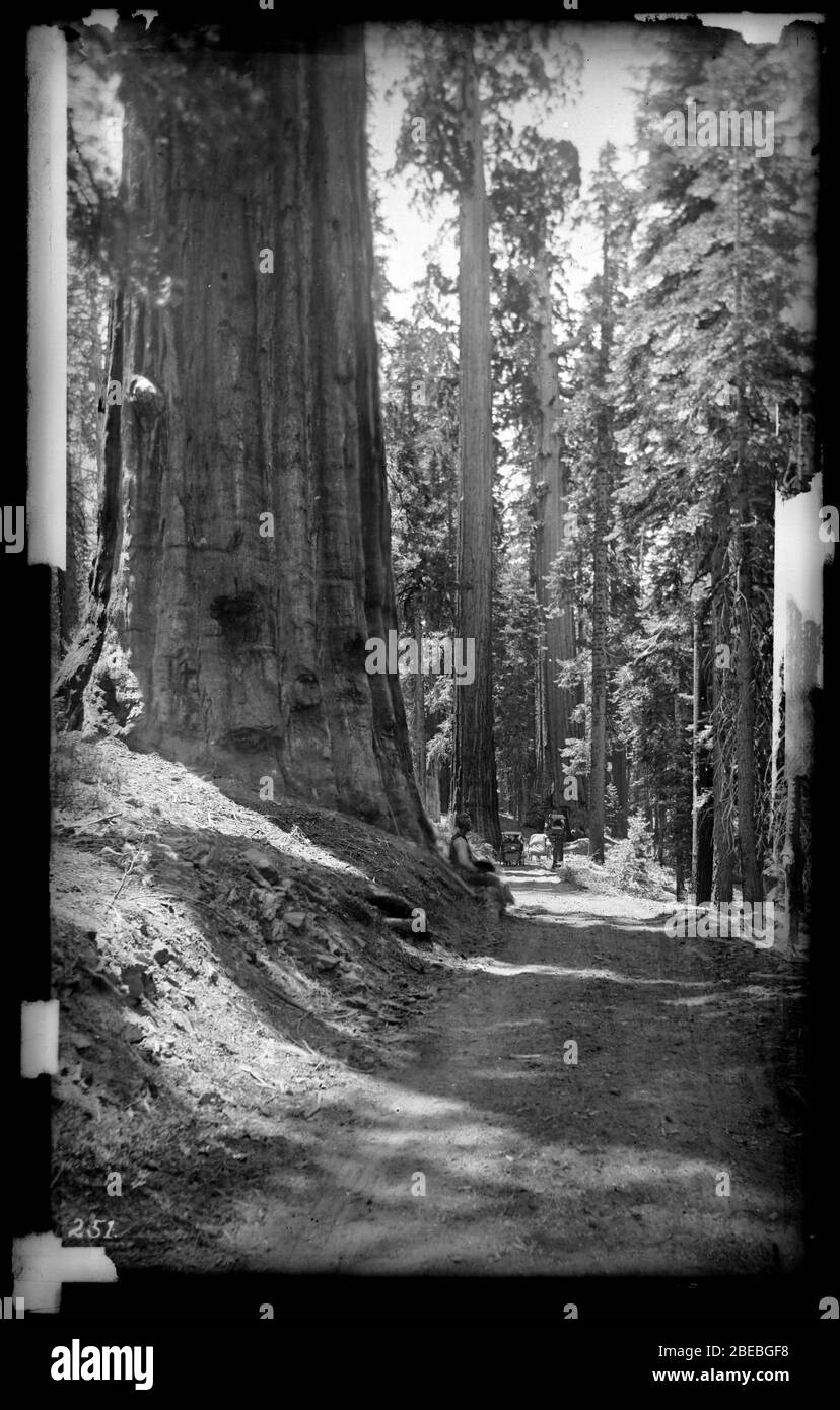 'English: Grandi alberi che crescono accanto alla strada sterrata per Wawona in Mariposa Grove nel Parco Nazionale di Yosemite, ca.1900 fotografia di grandi alberi che crescono accanto alla strada sterrata per Wawona in Mariposa Grove nel Parco Nazionale di Yosemite, California. Una persona è seduta alla base di un grande albero in primo piano. Un veicolo è visibile più in fondo alla strada. Fotografo: Pierce, C. (Charles C.), 1861-1946 Nome file: CHS-251 Data di copertura: Circa 1900 parte della collezione: California Historical Society Collection, 1860-1960 formato: Glass plate negatives tipo: Immagini parte della sottocollection: Title Insurance and Foto Stock