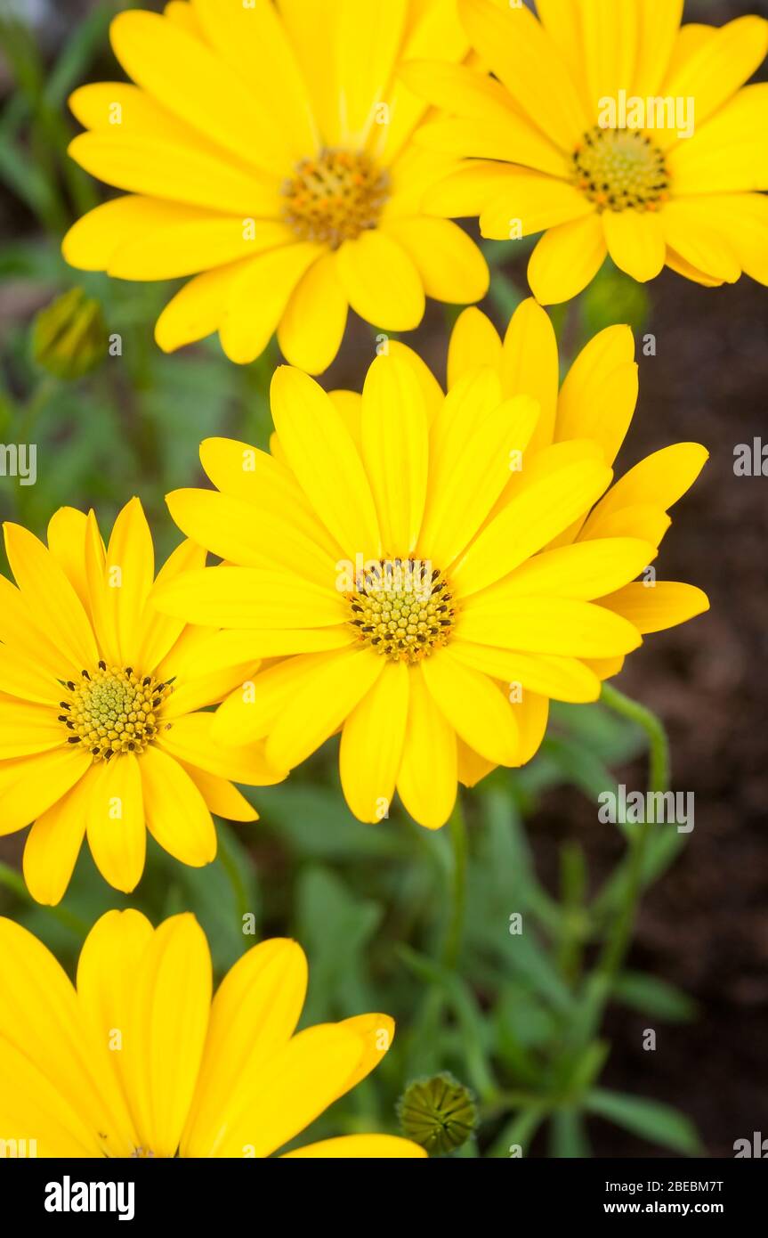 Fiori gialli di euriope gry-leaved, Euryops pectinatus Foto Stock