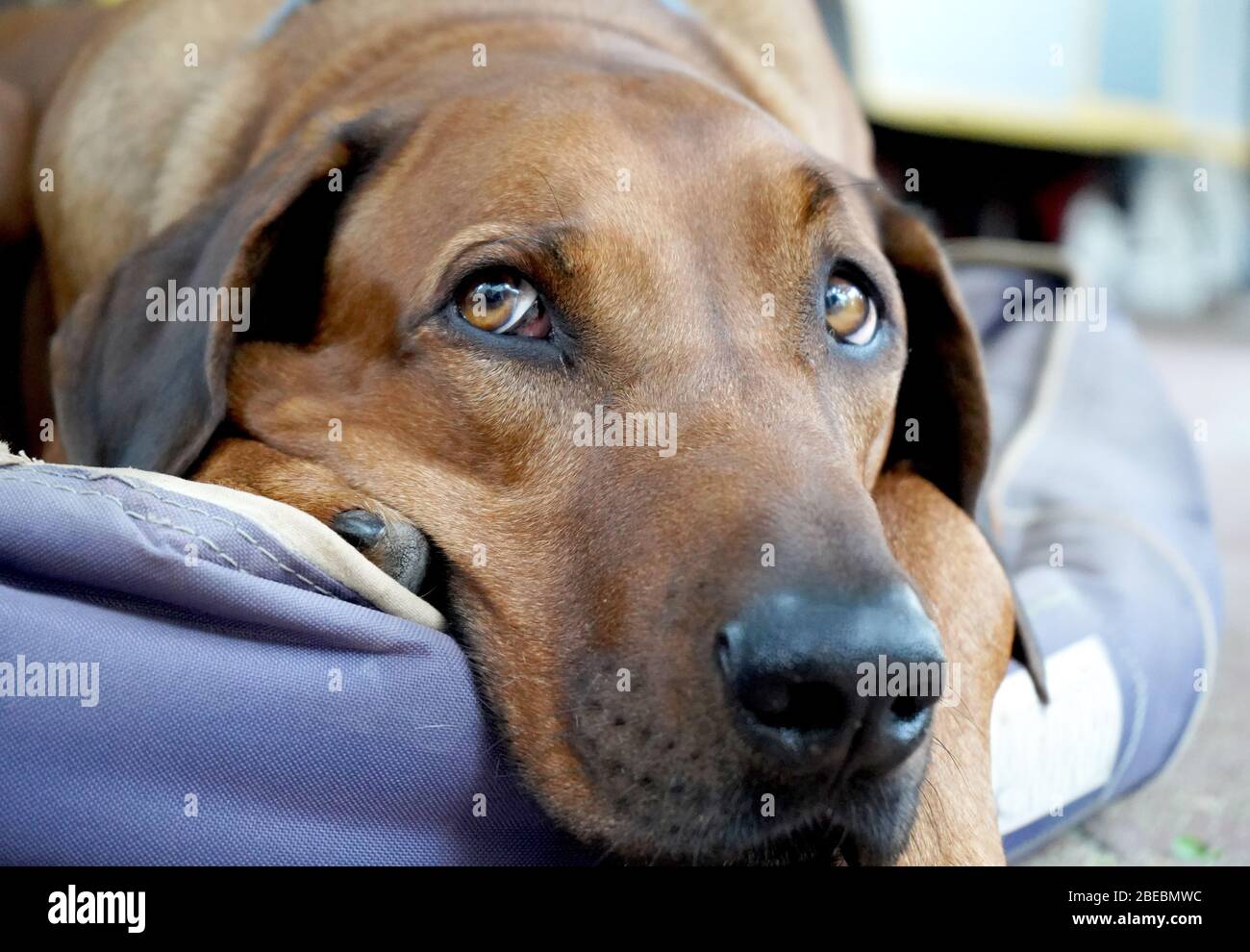 Grande cane marrone che giace nel suo cesto Foto Stock
