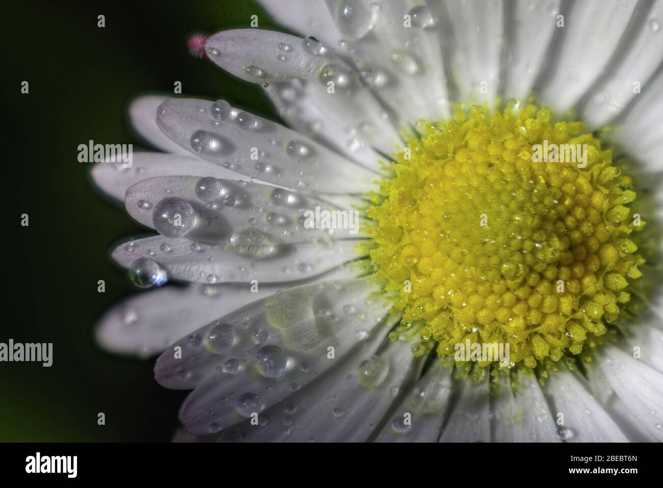 Gocce di pioggia sui petali e balze di una margherita Foto Stock