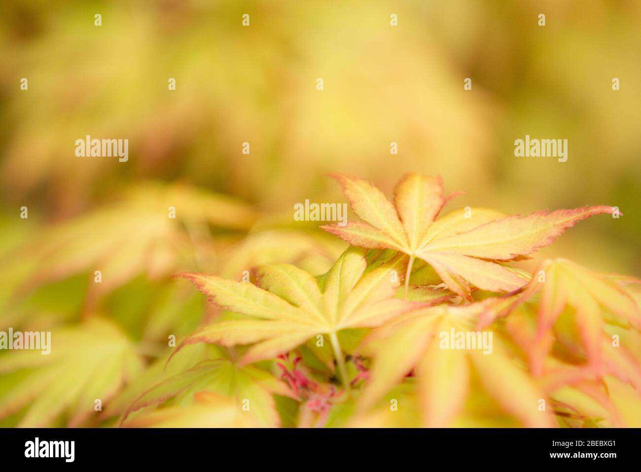 Un'immagine di sfondo naturale del dettaglio e primo piano di un acero giallo Acer albero con foglie delicate e spazio copia Foto Stock