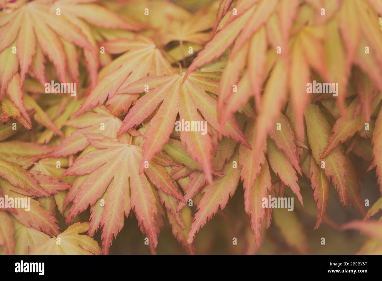 Un'immagine di sfondo naturale del dettaglio e primo piano di un acero giallo Acer albero con foglie delicate e spazio copia Foto Stock