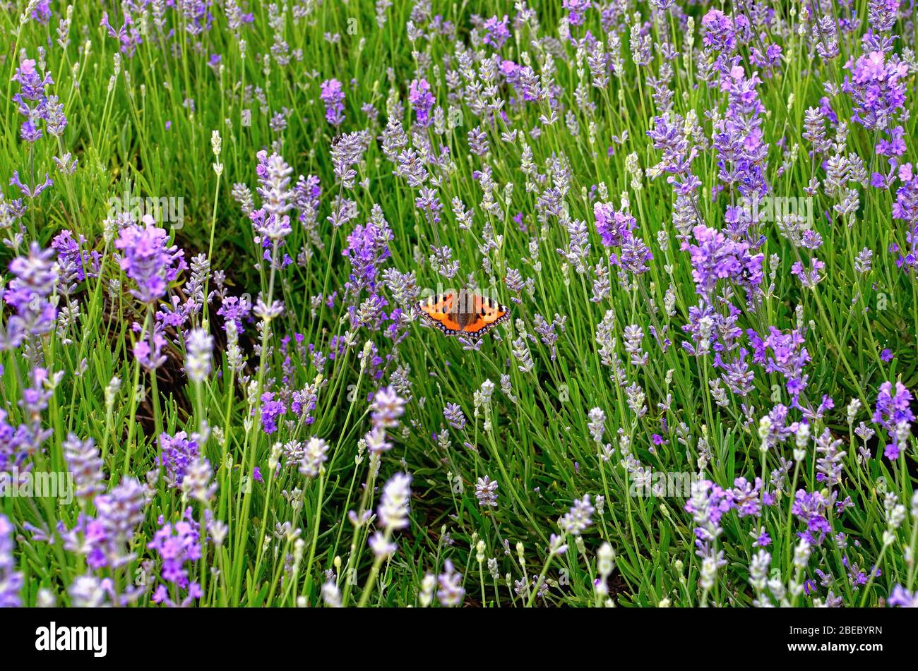 Una piccola farfalla Tortoiseshell, Aglais urticae, seduta su lavanda fiorita blu in un giardino Foto Stock